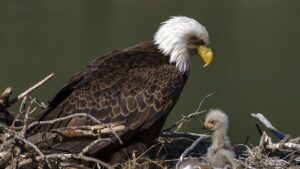 LEARNING FORM THE CHAMPIONS: EAGLE PARENTING.